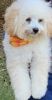 Want to sell toy Poodle