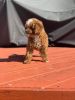 Toy poodle Males
