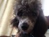 Cute silver/black male toy poodle