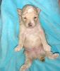 Toy poodle boy apricot abstract with parti spot on head