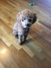 Red toy poodle 7 months old
