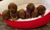 RED TOY/TEACUP POODLE PUPS