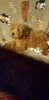 Two AKC Red Toy Poodle Puppies