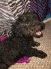 Snoodle for sell ( schnauzer and poodle mix)