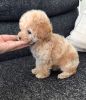 Gorgeous Toy Poodle Pups