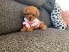 Toy Poodle puppies for sale now at a good price