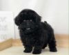 7 months old black toy poodle