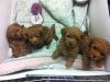 toy poodle poodle for rehoming