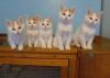 Pedigree Turkish Van kittens for sale