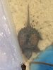 Alligator snapping turtle - baby