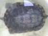 Grown Male Turtle