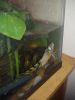 pet turtle with a 20 gallon tank