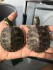 2 Yellow bellied turtles