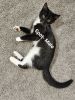 Tuxedo Kitties - Free to Good Home