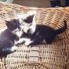 Tuxedo kittens