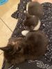 Two tuxedo kittens 7 weeks