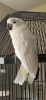 We have beautifull male and female umbrella Cockatoos for sale