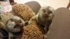 Marmosets Monkeys Available Now If you are looking for a baby marmos