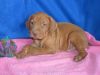 male and female Vizsla puppies for sale