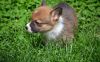 Here were have good AKC Welsh Corgi Pembroke looking for a new pet l