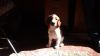 Welsh Springer Puppy 13 Weeks For Sale