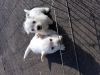 determined west highland white Terrier Puppies
