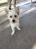 10 month old male westie white terrier has all shots pure breed