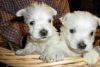 Baby Face West Highland White Terrier Puppies