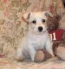 WEST HIGHLAND TERRIER PUPPIES FOR SALE
