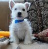 Cutes West Highland White Terrier Puppies