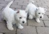 Great Personality West Highland Terrier Puppies