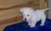 Lovely West Highland Terrier Puppies