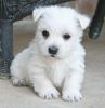 White West Highland White Terrier Pups For Sale .