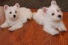 Male And Female West Highland White Terrier Pups