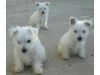 West Highland Terrier Pups For Sale