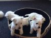 Adorable Westies - West Highland Terrier Puppies
