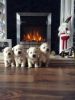West Highland Terrier pups for adotion