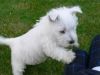 Playful And spunky west highland terrier puppies