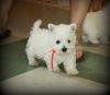 West Highland White Terrier Puppies For Sale