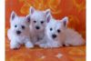 Registered West Highland White Terrier Puppies