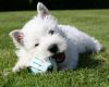 West Highland White Terrier Pups