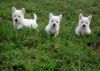 West Highland Terrier puppies