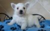 trained West Highland Terrier puppies available
