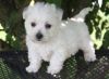 Westie Puppies West Highland White Terrier