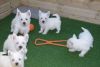 Stunning Litter Of Westie Pups For Sale.