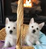8 week old west highland white terrier puppies