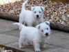 Westie Puppies for sale