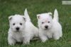 pedigree west highland terrier