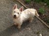 *** West Highland White Terriers ***