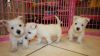 AKC Registered West Highland White Terrier Pups